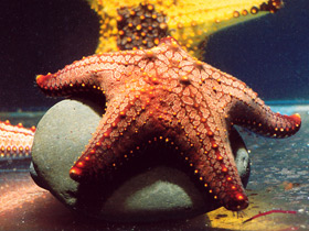 Смотреть фото Самые медлительные животные. Топ - 10 Фото Самые медлительные животные. Топ - 10