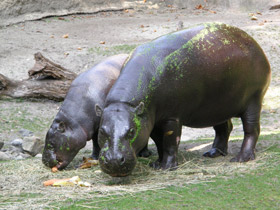Смотреть фото Карликовый бегемот Фото Карликовый бегемот