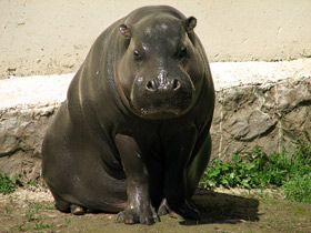 Смотреть фото Карликовый бегемот Фото Карликовый бегемот