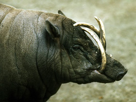 Фото Бабируса