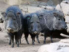 Смотреть фото Чакский пекари Фото Чакский пекари