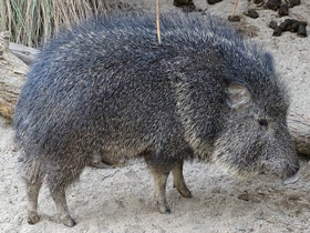 Смотреть фото Чакский пекари Фото Чакский пекари