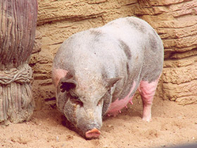 Фото Мини свинья