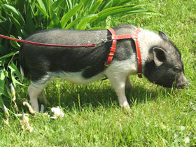 Фото Мини свинья