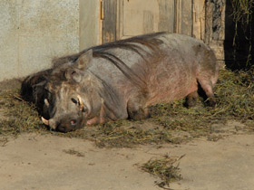 Смотреть фото Пустынный бородавочник Фото Пустынный бородавочник