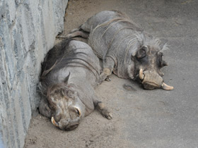 Смотреть фото Под угрозой гибели Фото Под угрозой гибели