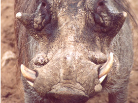 Смотреть фото Пустынный бородавочник Фото Пустынный бородавочник