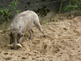 Смотреть фото Африканский бородавочник Фото Африканский бородавочник