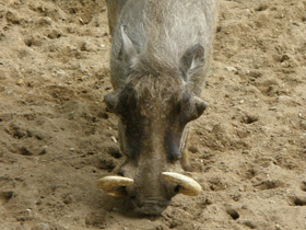 Смотреть фото Африканский бородавочник Фото Африканский бородавочник