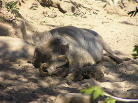 Смотреть фото Африканский бородавочник Фото Африканский бородавочник