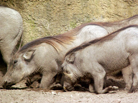 Смотреть фото Африканский бородавочник Фото Африканский бородавочник