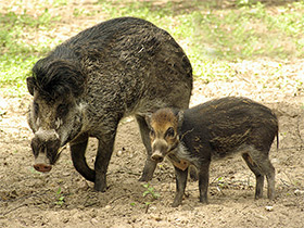 Фото Висайская бородавчатая свинья