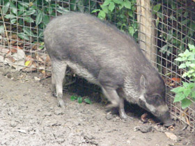 Фото Висайская бородавчатая свинья