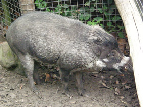 Фото Висайская бородавчатая свинья