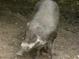 Фото Висайская бородавчатая свинья