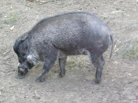 Фото Висайская бородавчатая свинья