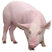 Фото 10 самых умных животных планеты