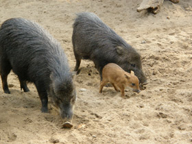 Фото Белобородый пекари