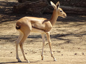 Смотреть фото Рыжелобая газель Фото Рыжелобая газель