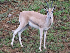 Смотреть фото Рыжелобая газель Фото Рыжелобая газель