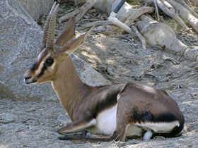 Смотреть фото Газель Кювье Фото Газель Кювье