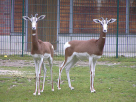 Смотреть фото Мхоррская газель Фото Мхоррская газель