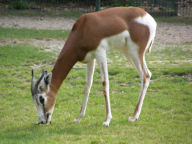 Смотреть фото Мхоррская газель Фото Мхоррская газель