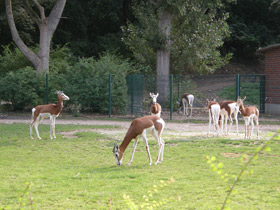 Смотреть фото Мхоррская газель Фото Мхоррская газель