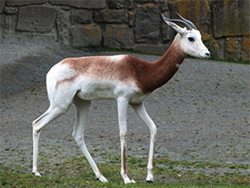 Смотреть фото Газель-дама Фото Газель-дама