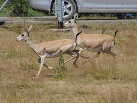 Фото Газель Гранта
