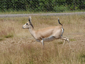 Фото Газель Гранта