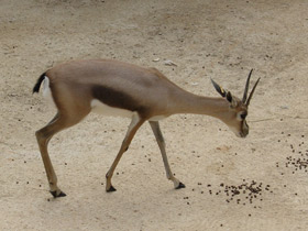 Смотреть фото Газель Спика Фото Газель Спика