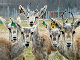 Фото Джейран