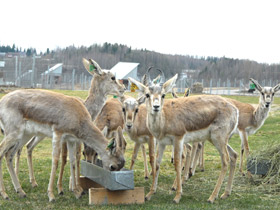 Фото Джейран