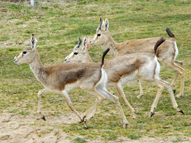 Фото Охота хищников