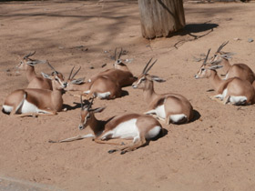 Смотреть фото Газель-доркас Фото Газель-доркас