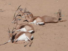 Смотреть фото Газель-доркас Фото Газель-доркас