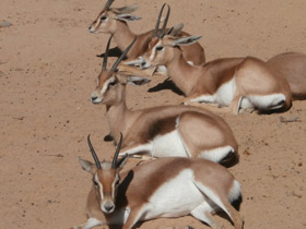 Смотреть фото Газель-доркас Фото Газель-доркас