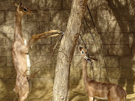 Смотреть фото Самые необычные и удивительные животные Фото Самые необычные и удивительные животные