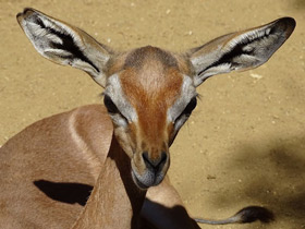 Смотреть фото Геренук Фото Геренук