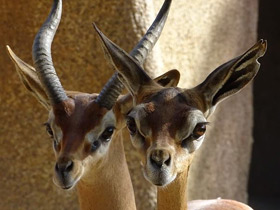 Смотреть фото Геренук Фото Геренук