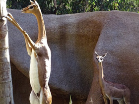 Смотреть фото Геренук Фото Геренук