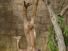 Смотреть фото Геренук Фото Геренук