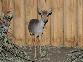 Смотреть фото Горный дик–дик Фото Горный дик–дик