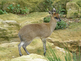 Смотреть фото Антилопа-прыгун Фото Антилопа-прыгун