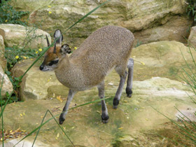 Смотреть фото Антилопа-прыгун Фото Антилопа-прыгун