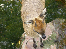 Смотреть фото Антилопа-прыгун Фото Антилопа-прыгун