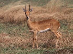 Фото Обыкновенный стенбок
