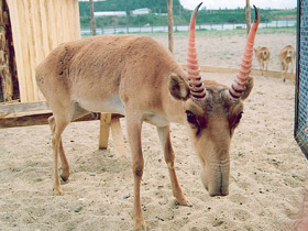 Фото Сайгак