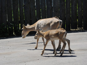 Фото Сайгак